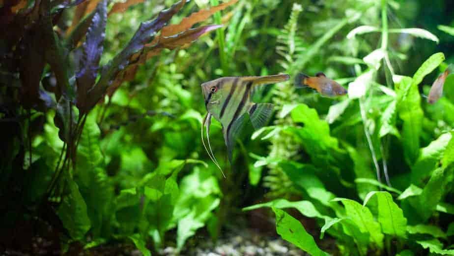 Angelfish swimming with platies in heavily planted community tropical aquarium.