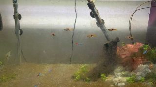 aquarium with aquarium fish and brown algae