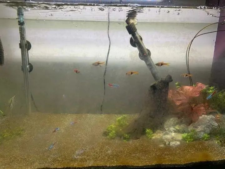 aquarium with aquarium fish and brown algae