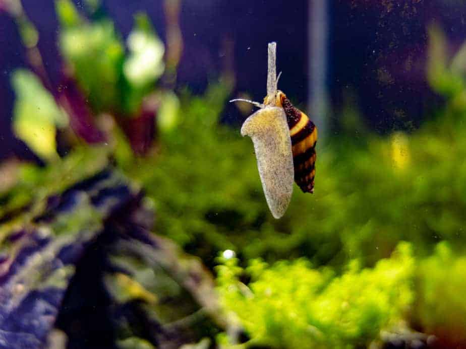 Aquarium Snail is Dead