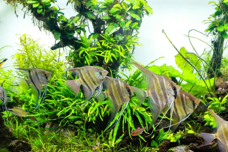 Best Aquarium Plants for Angelfish 