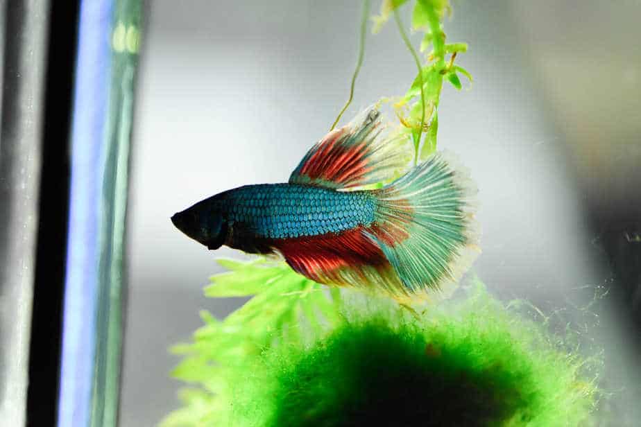 Can Betta Fish Eat Goldfish Food or Not (Quick Answer)