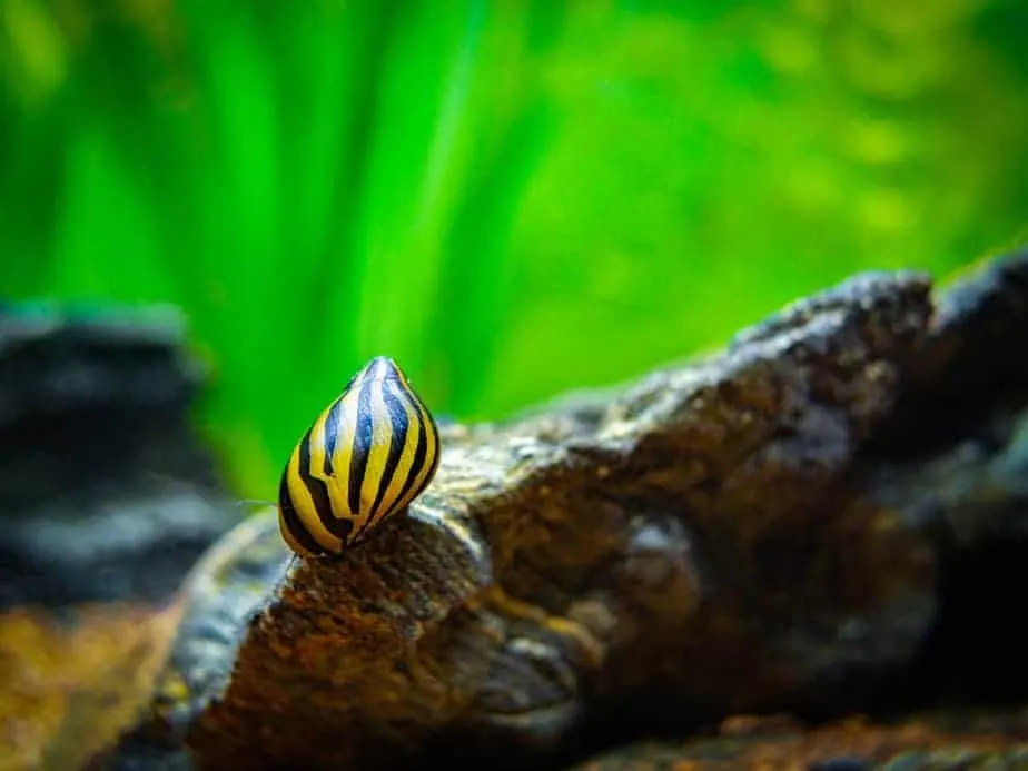 How to Know if your Aquarium Snail is Dead