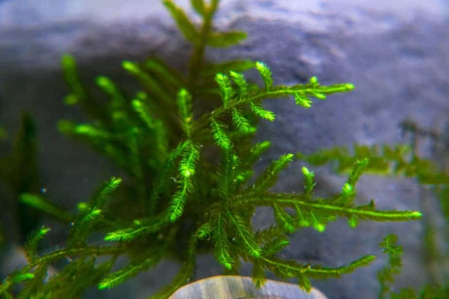 Aquarium Plants That Will Grow on Wood