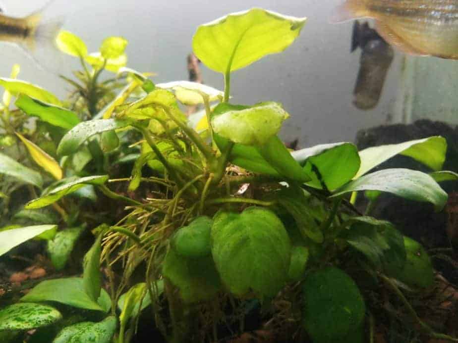 green fressy leaf of anubias in planted aquarium