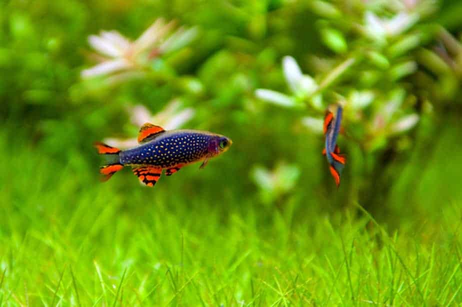 Best Aquarium plants for betta fish - Dward hairgrass