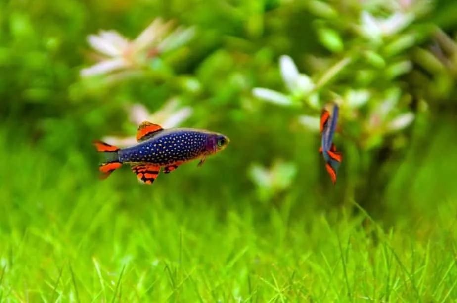 Best Aquarium plants for betta fish - Dward hairgrass