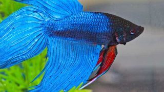 A Colorful blue Betta fish