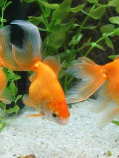 Three goldfish in an aquarium facing forward.