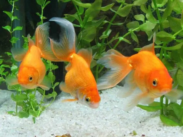 Three goldfish in an aquarium facing forward.