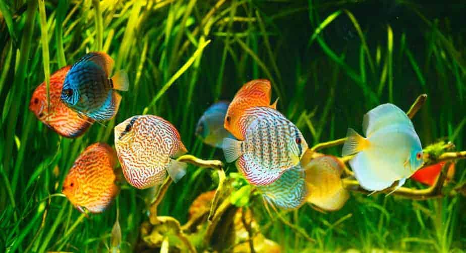 Best Aquarium Plants for Discus