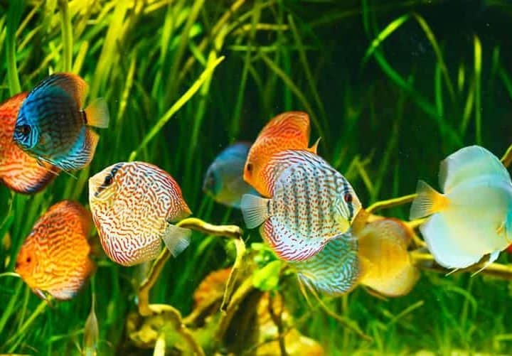 Symphysodon discus in an aquarium on a green background