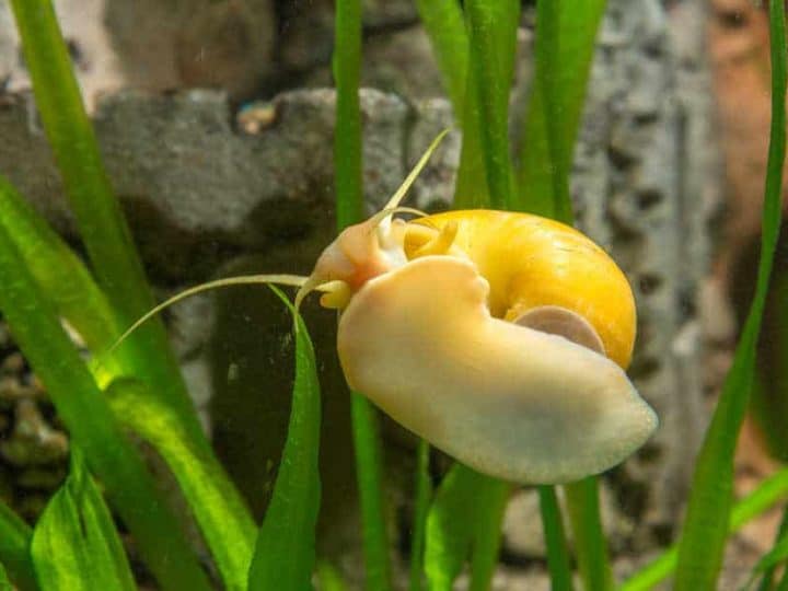 View snail Ampularia a home freshwater aquarium