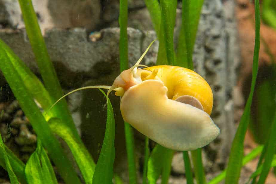 View snail Ampularia a home freshwater aquarium