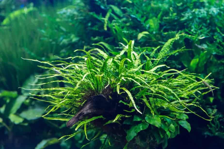 Best Aquarium plants for betta fish - Java Fern