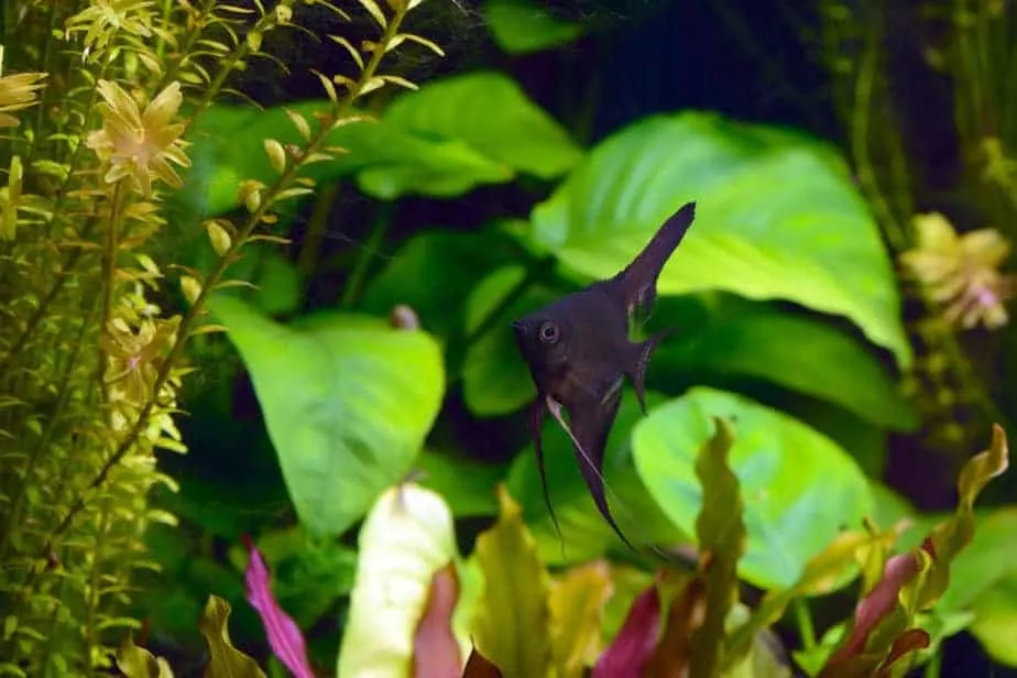 Best Aquarium Plants for Angelfish 