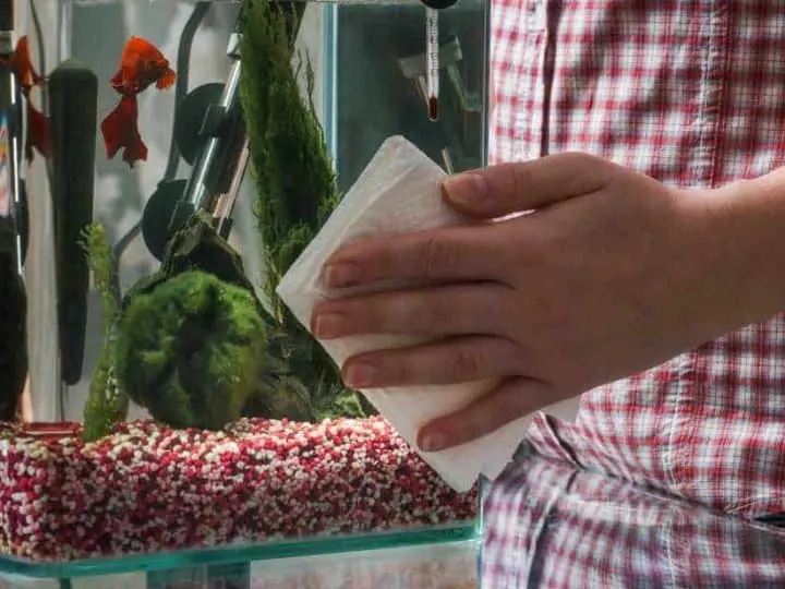 Woman cleaning aquarium with beta fish at home.