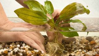 Hands planting water plant echinodorus in new aquarium