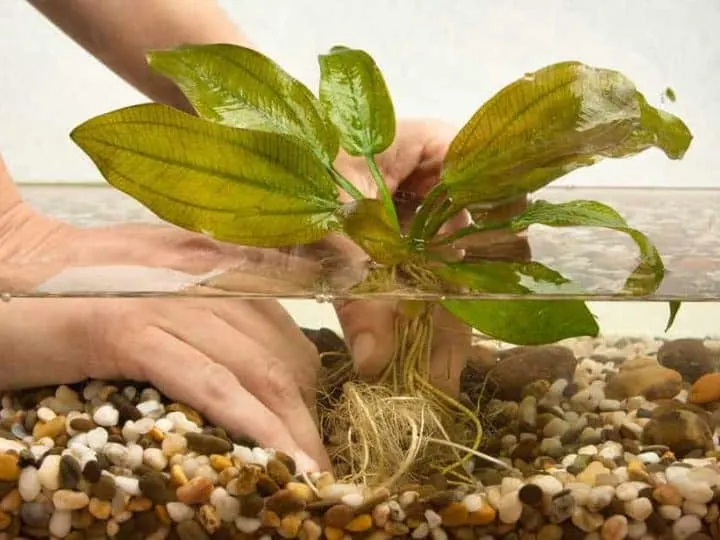 Hands planting water plant echinodorus in new aquarium