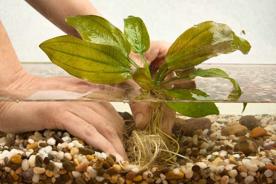 Top 10 Aquarium Plants That Grow in Gravel (With Pictures)