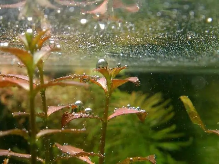 aquarium plants with many oxygen bubbles pearling aquarium stem plants
