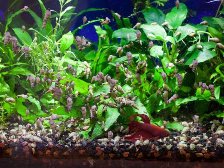 Malaysian Trumpet Snails feeding on soft algae with Betta fish quietly resting at the bottom of aquarium