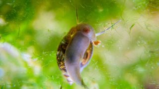 Ramshorn snail climbing up aquarium snail mom and her offspring in eggs caviar in blue water