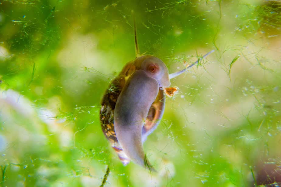 Ramshorn snail climbing up aquarium snail mom and her offspring in eggs caviar in blue water