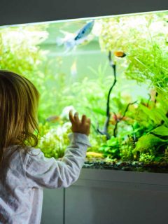 2 year old child indoors watching fish swiming in big fish tank, aquarium. Aquaria concept