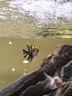 Two aquarium fish just under surface