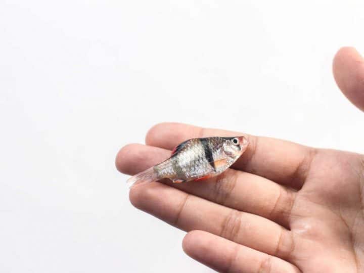 Dead fish held by hand,on white background.this is sumatran fresh water fish