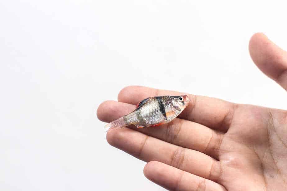 Dead fish held by hand,on white background.this is sumatran fresh water fish