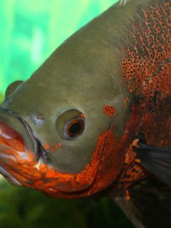 Oscar fish eating a common goldfish.
