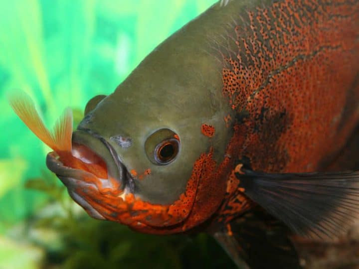 Oscar fish eating a common goldfish.