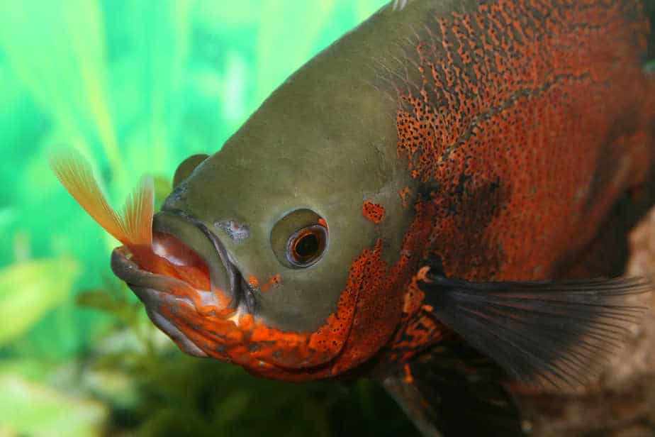 What Do Oscar Fish Eat (What, When and How Often)