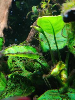 anubias barteri leaves with black beard algae