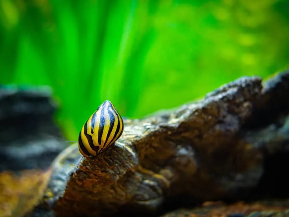 A spotted nerite snail Neritina natalensis eating on a rock in a fish tank
