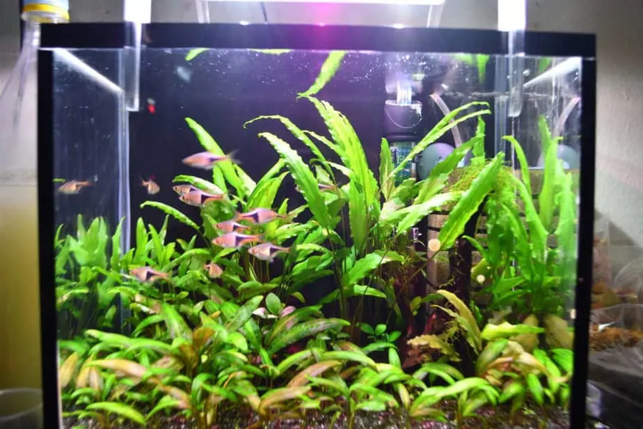 Group of fishes rasbora heteromorph swimming in freshwater aquarium full with green exotic plants.