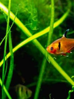 Beautiful flame tetra fish in planted tank setting