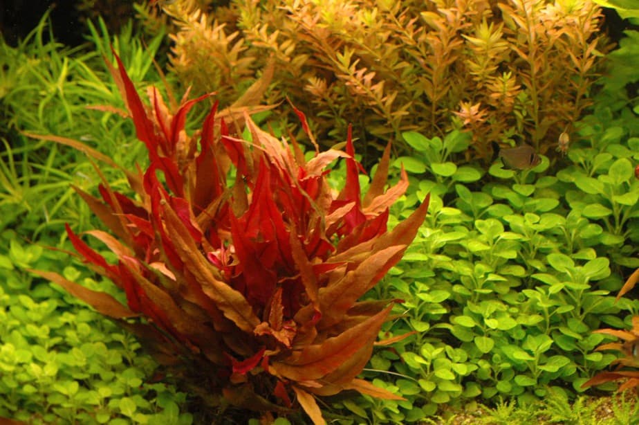 5 x Alternanthera Red Live fish tank Lovely easy pink aquarium foreground plants 