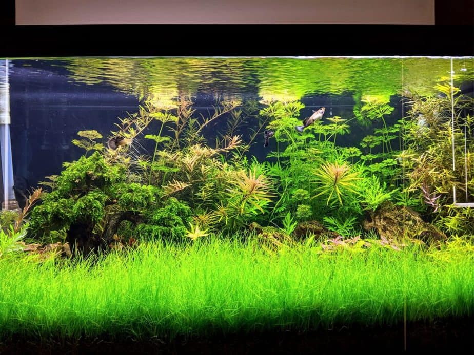 The 10 Best Aquarium Plants for Corydoras Catfish - saggitaria 