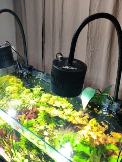overview of dutch style aquarium with lighting