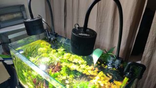 overview of dutch style aquarium with lighting