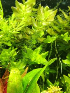 hair algae in between green aquarium plants