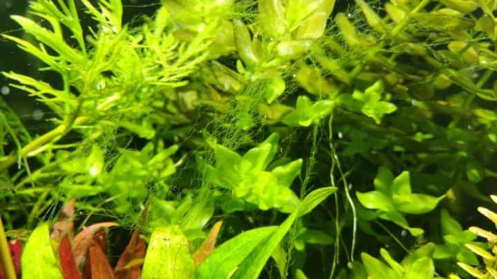 hair algae in between green aquarium plants
