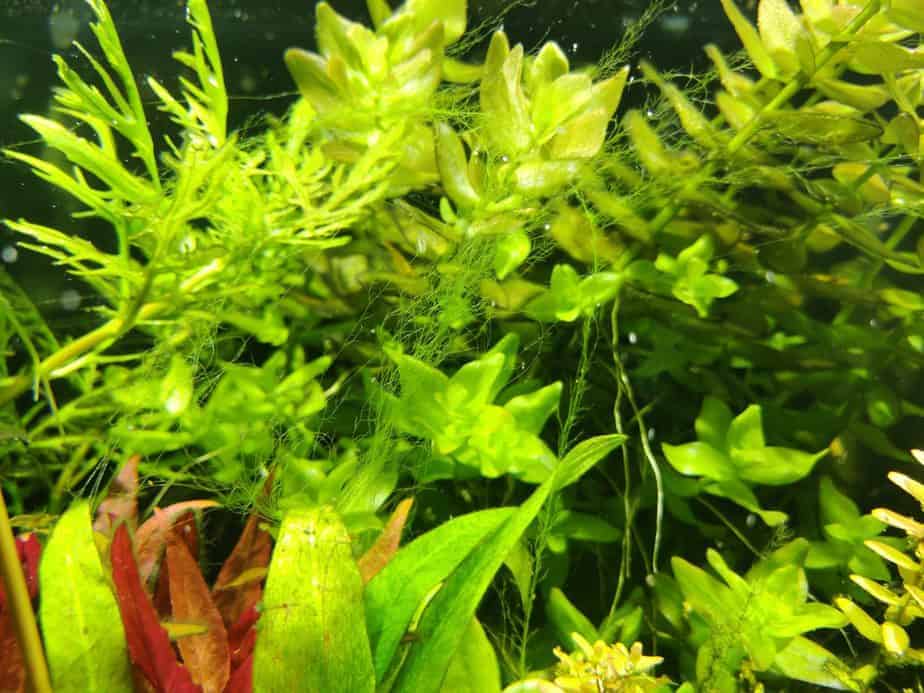How To Get Rid of Hair Algae in a Planted Tank?