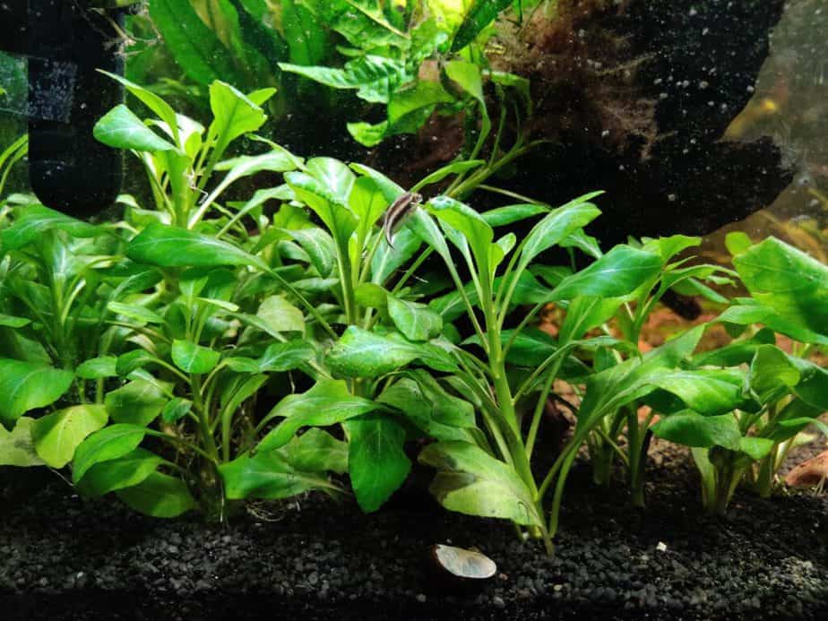 The 10 Best Aquarium Plants for Corydoras Catfish - Lobelia Cardinalis