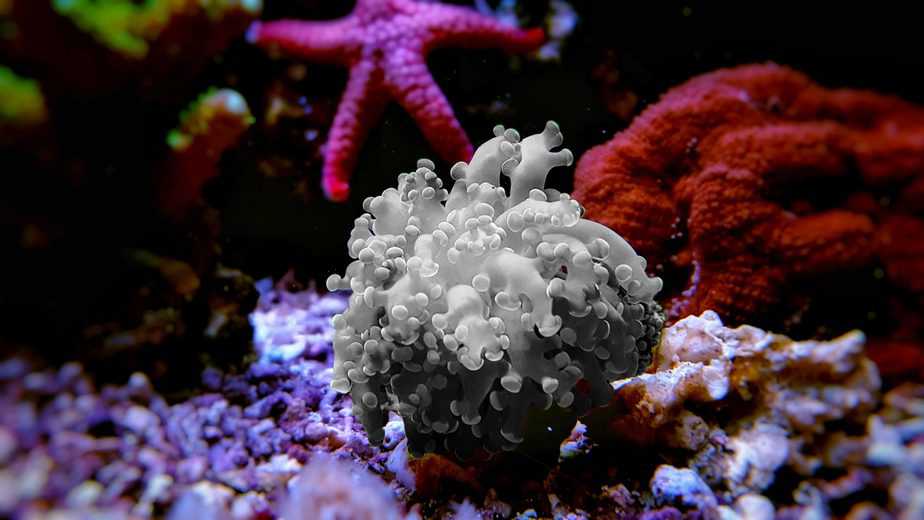 Coral Bleaching in a Reef Tank: The Causes and What To Do