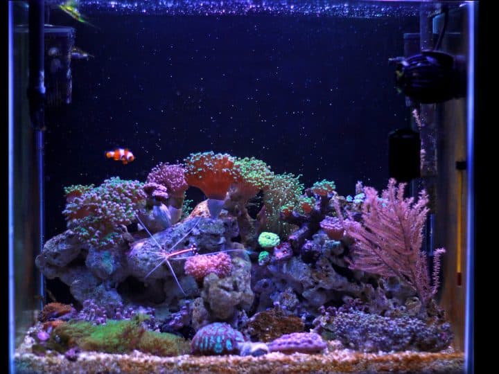 Saltwater aquarium, Coral reef tank scene at home, one of the most unique hooby in the world