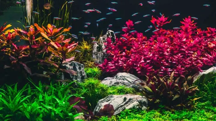 Planted tropical aquarium with neon fishes crowd.